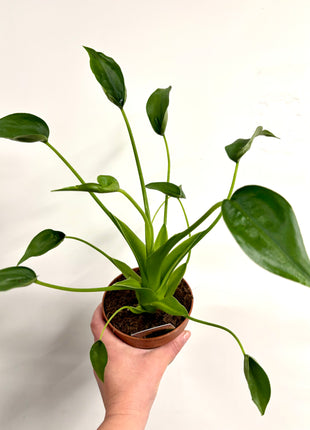Alocasia Tiny Dancer
