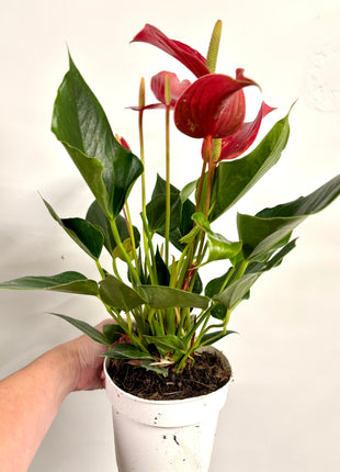 Anthurium Red