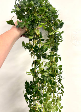 Cissus Striata