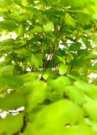 Adiantum Fragrans Fern