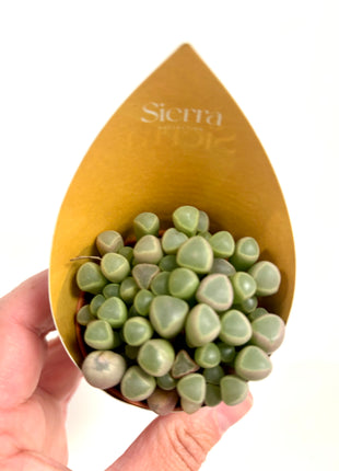 Lithops/Baby Toes/Succulents