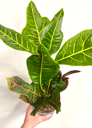 Codiaeum/Croton