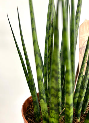 Sansevieria Fernwood Mikado