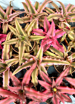 Cryptanthus