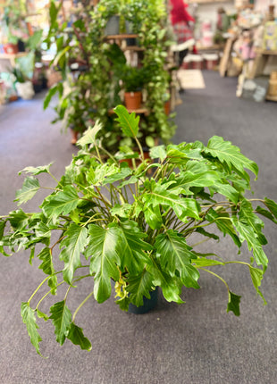 Philodendron Xanadu