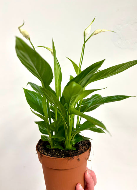 Spathiphyllum/ Peace Lily