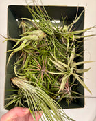 Air plants