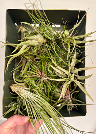Air plants