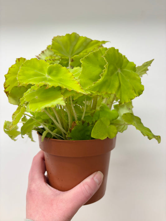 Begonia Lima Love