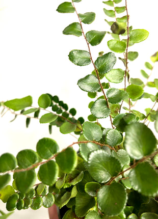 Pellaea Button Fern
