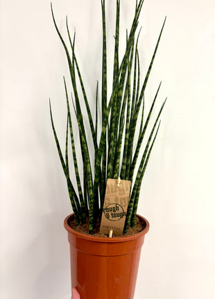 Sansevieria Fernwood Mikado