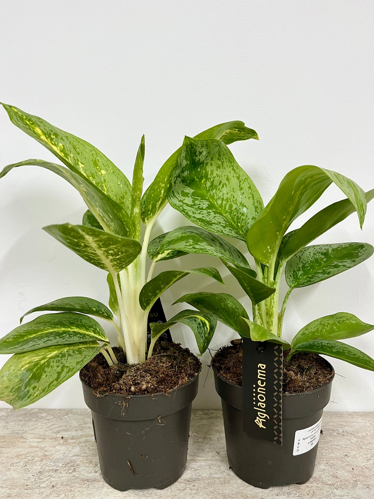 Aglaonema Lemon Mint