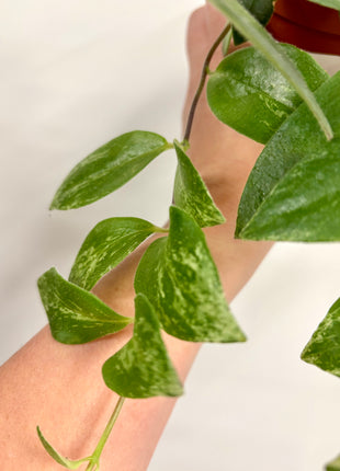 Aeschynanthus Variegata