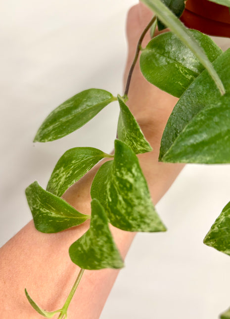 Aeschynanthus Variegata