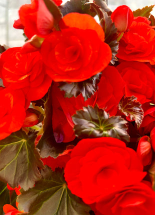 Begonia Du Gemend