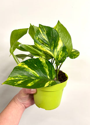 Epipremnum Aureum