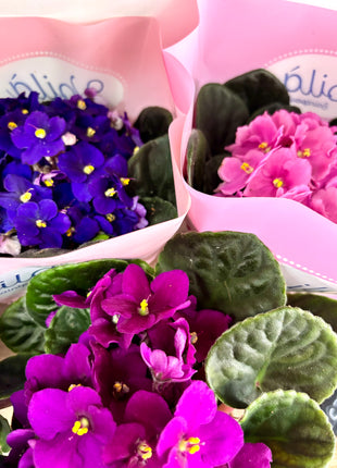 African Violet