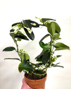 Stephanotis floribunda