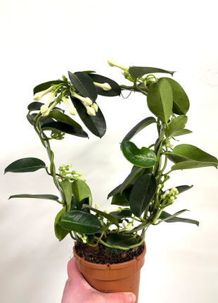 Stephanotis floribunda
