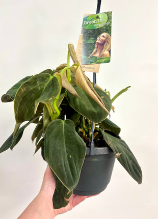 Philodendron Gigas