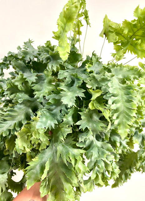 Phlebodium Davana