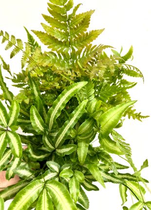 Mixed ferns