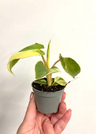 Philodendron Burke Marx variegated