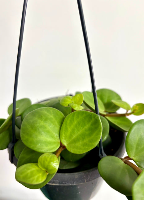 Peperomia Hope