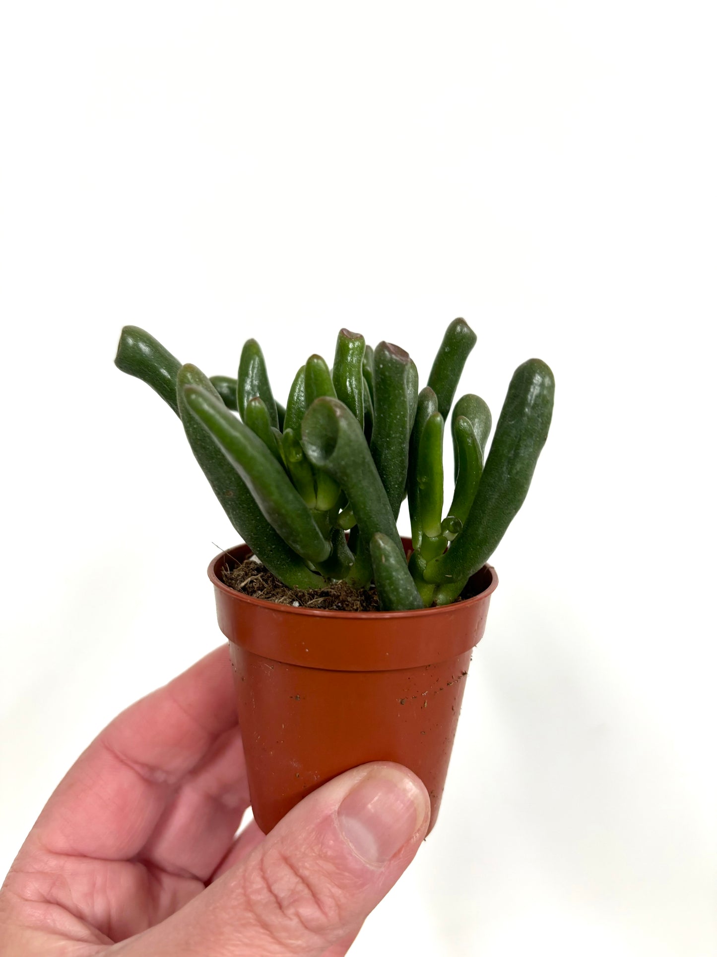 Crassula Hobbit