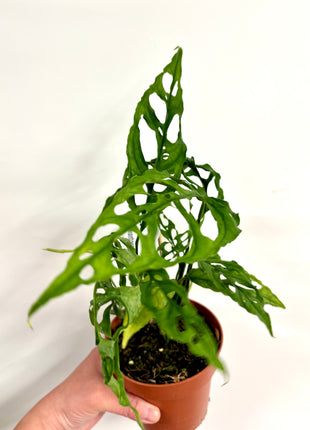 Monstera Oblique Peru