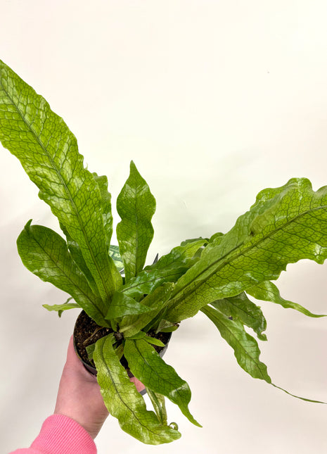 Microsorum Crocodyllus