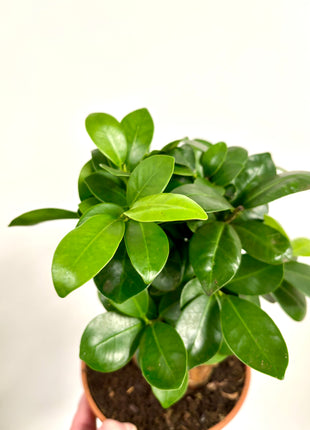 Ficus Mi Ginseng