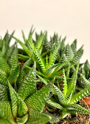 Haworthia/Aloe mix