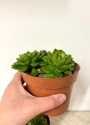 Echeveria Gilva