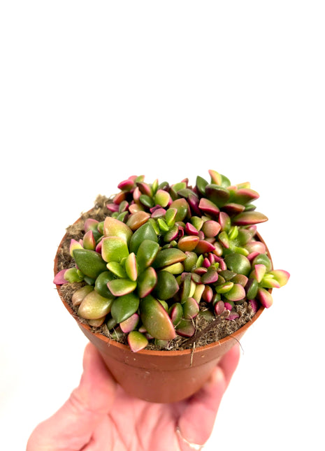 Anacampseros Ruf Sunrise