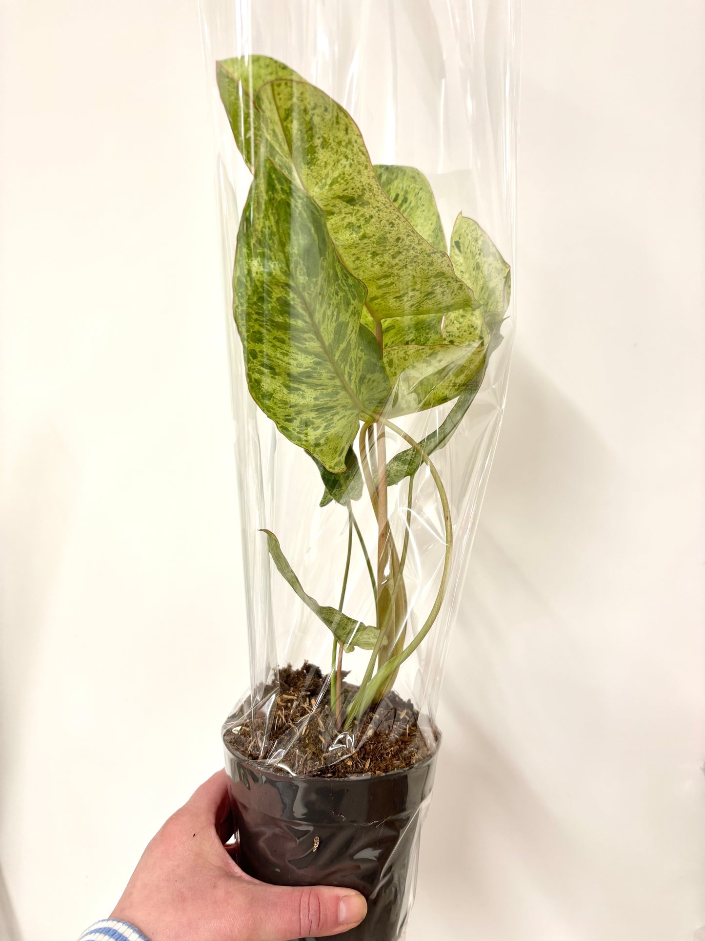 Philodendron Paraiso