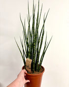 Sansevieria Fernwood Mikado