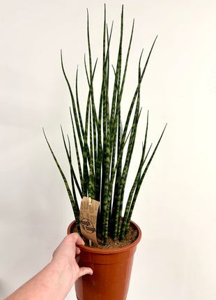 Sansevieria Fernwood Mikado