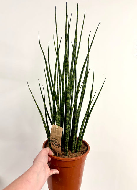 Sansevieria Fernwood Mikado