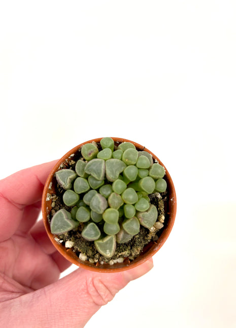 Fenestraria Rhopalophylla