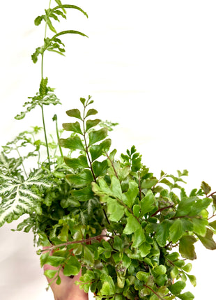 Mixed ferns