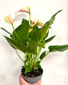Anthurium Peach