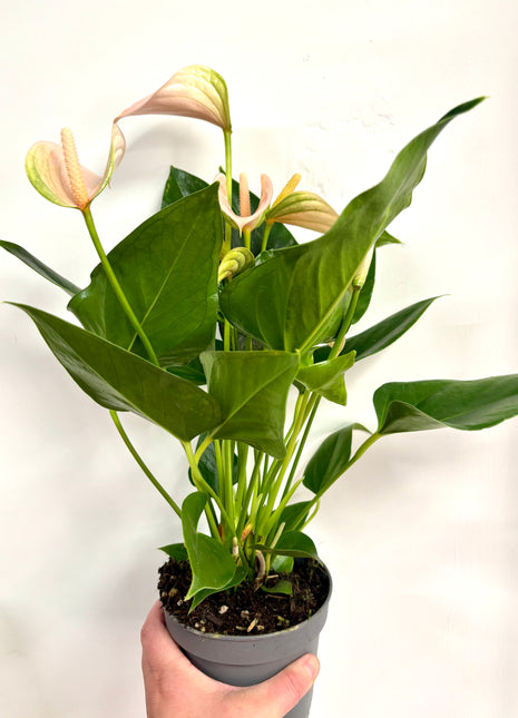 Anthurium Peach