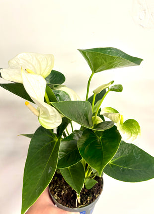 Anthurium white