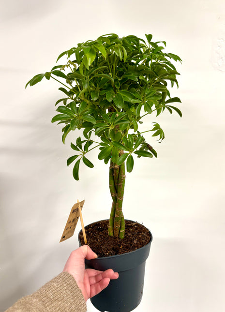 Schefflera Luseana
