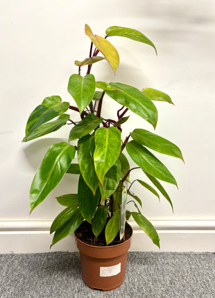 Philodendron Painted Lady