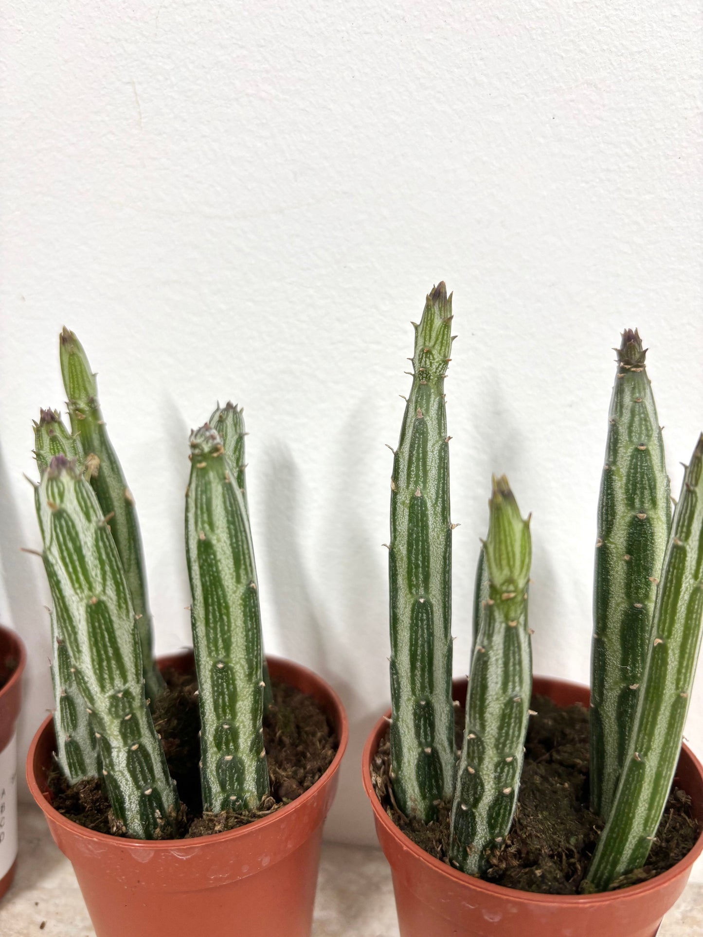 Senecio Stapeliformis