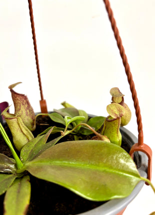 Pitcher plant