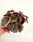 Peperomia Abricosa