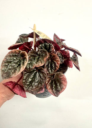 Peperomia Abricosa